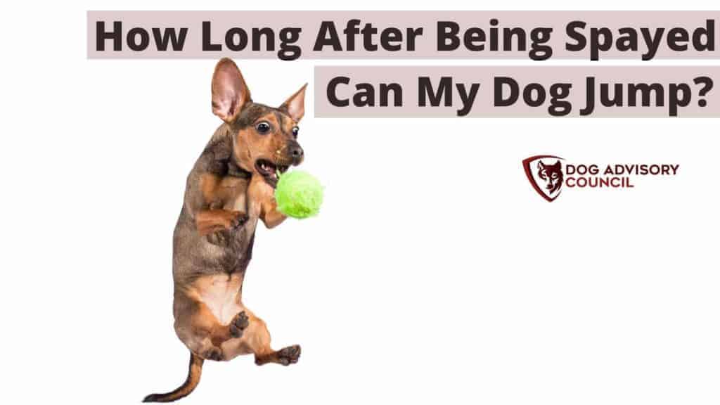 can dogs jump after being spayed