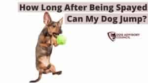 How Long After Being Spayed Can My Dog Jump