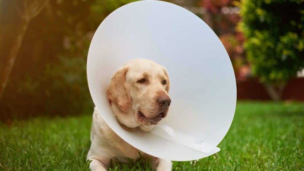 Photo of a dog wearing a big cone.