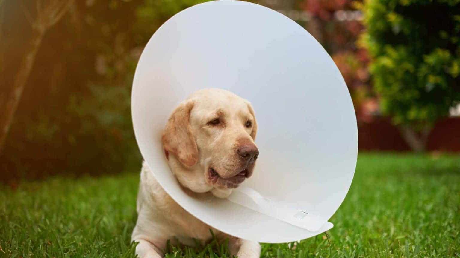 How Long Should My Dog Wear a Cone? Dog Advisory Council