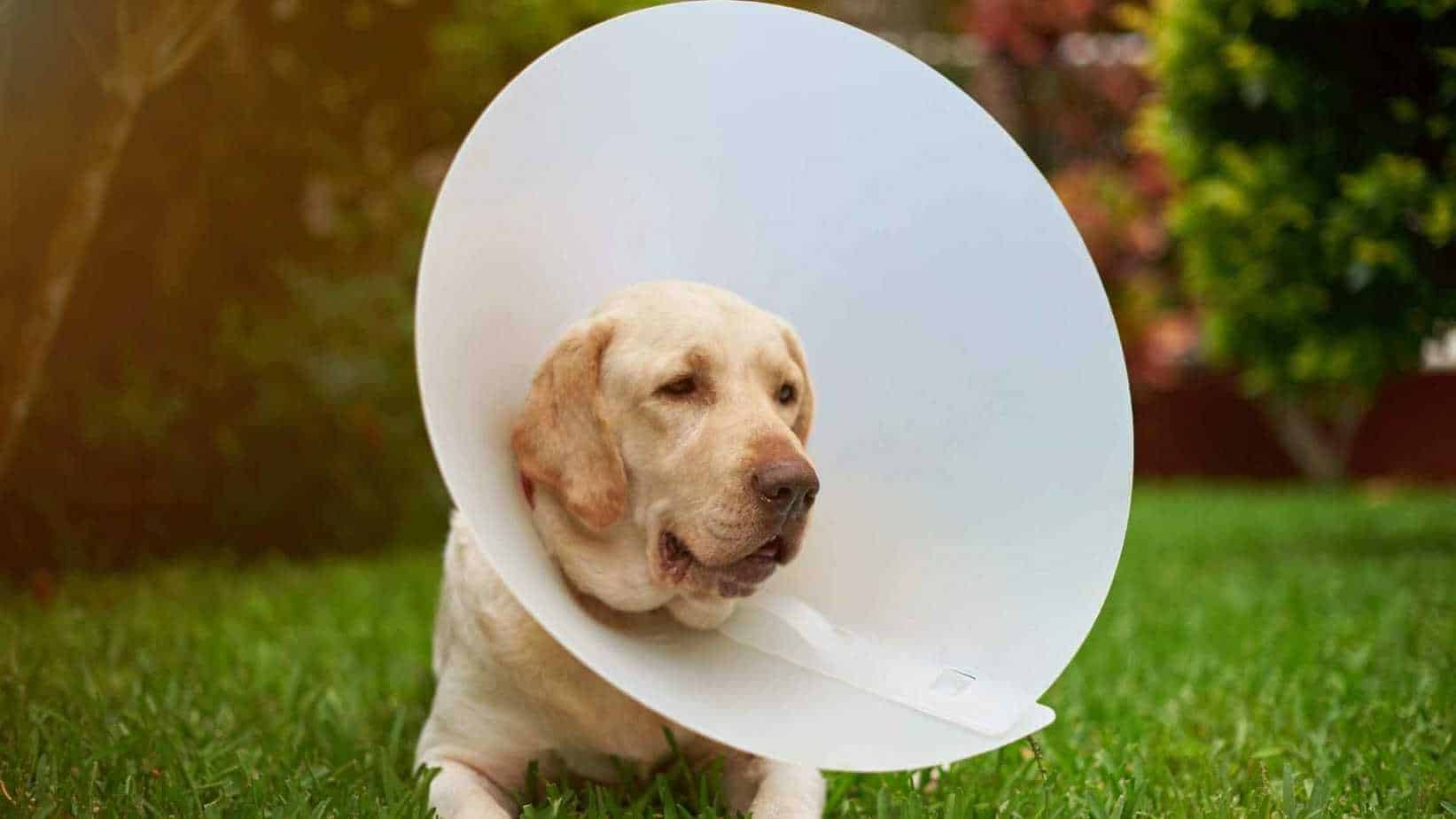 how-long-should-my-dog-wear-a-cone-dog-advisory-council