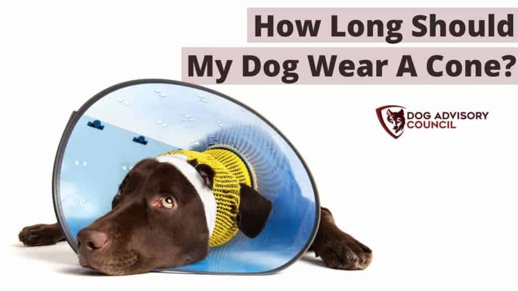 How Long Should My Dog Wear a Cone? Photo of a dog laying down with a cone.