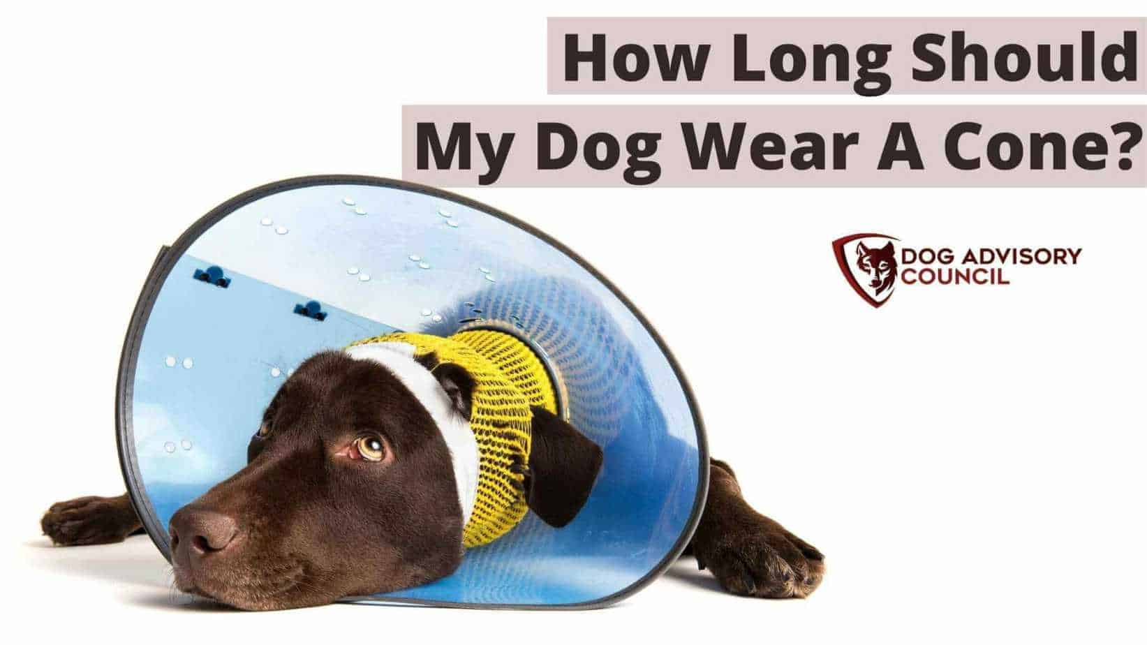 How Long Should A Dog Wear A Cone After Castration