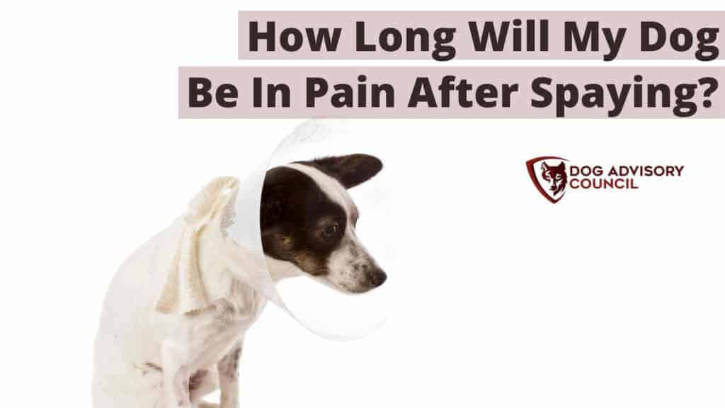 how long is recovery after spaying a dog