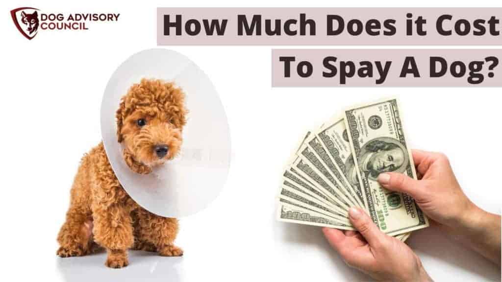 How Much Does it Cost to Spay a Dog? Photo of a dog owner hand with money to pay for the spay surgery.