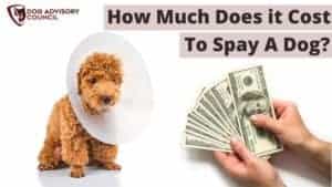 How Much Does it Cost to Spay a Dog