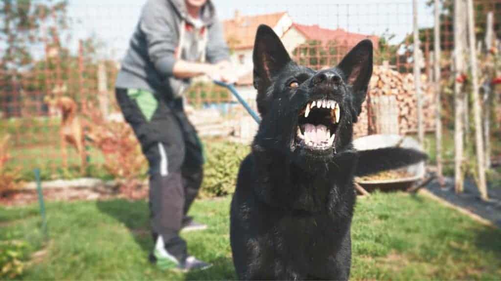 Photo of a dog on a leash showing an aggressive behavior.