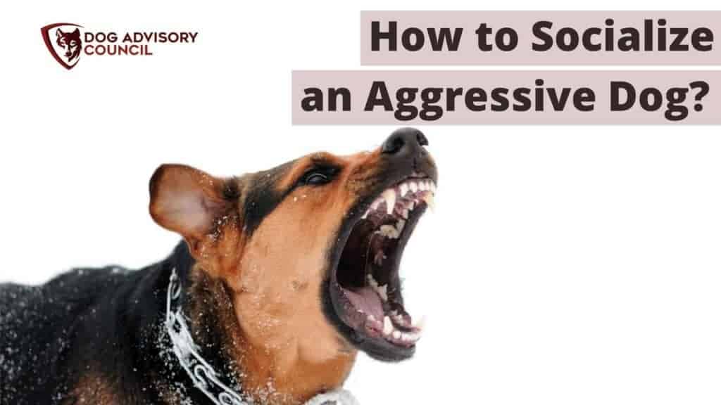 How to Socialize an Aggressive Dog? Photo of an aggressive dog.