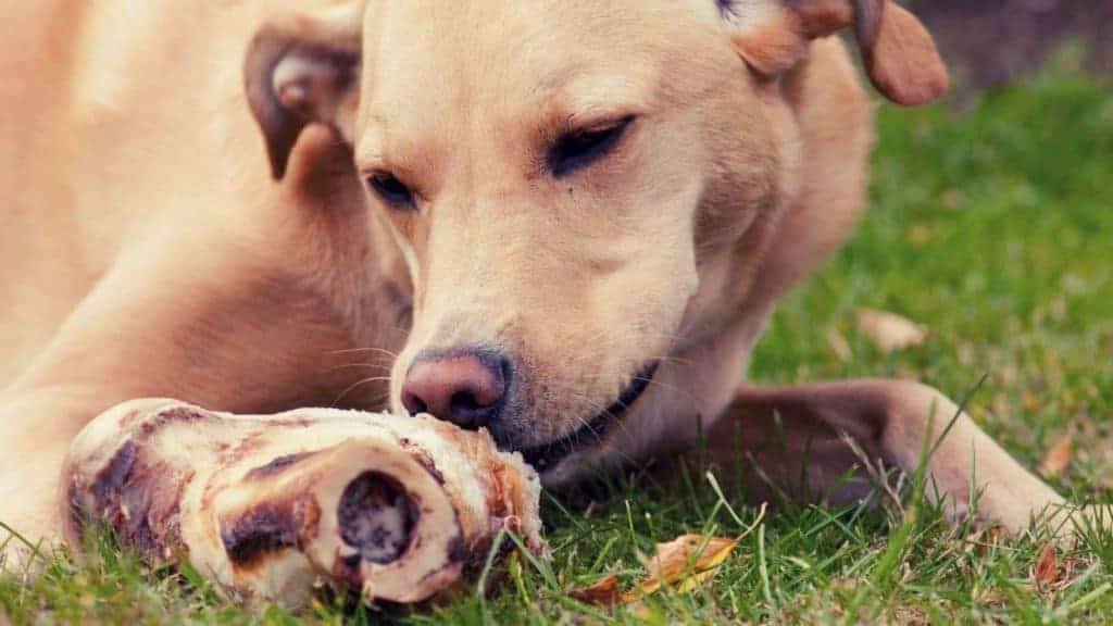 Photo of a dog eating a ham bone