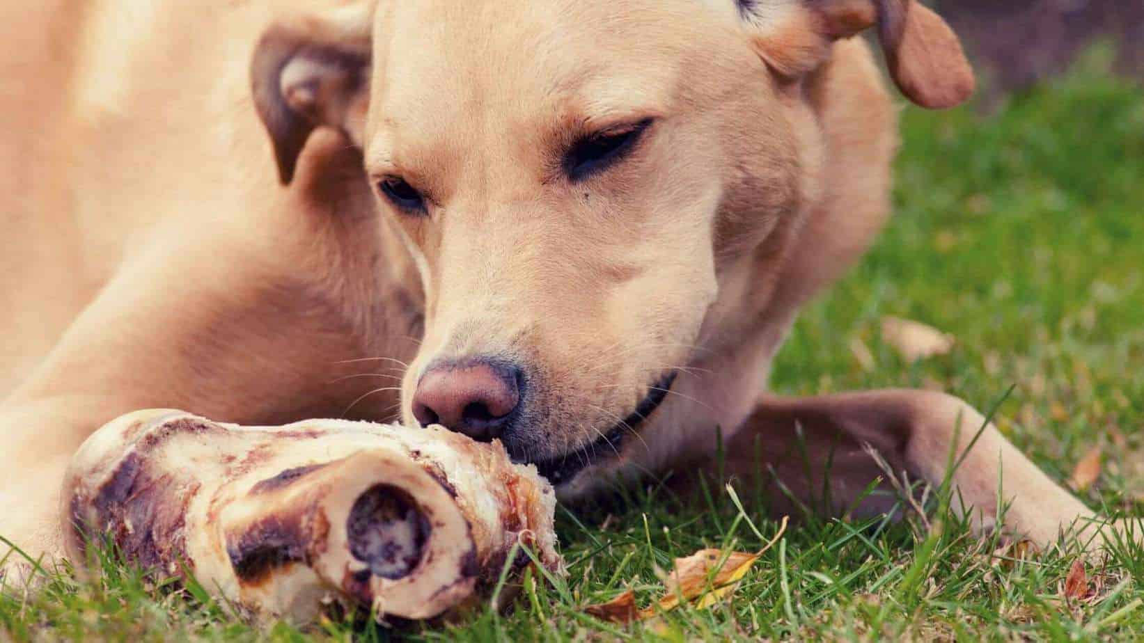 My Dog Ate a Ham Bone What Should I Do? Dog Advisory Council