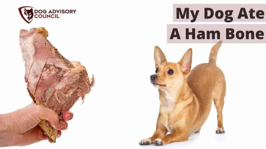 how long to boil ham bone so safe for dogs