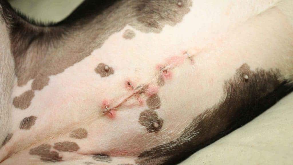 Photo of a dog's spay incision