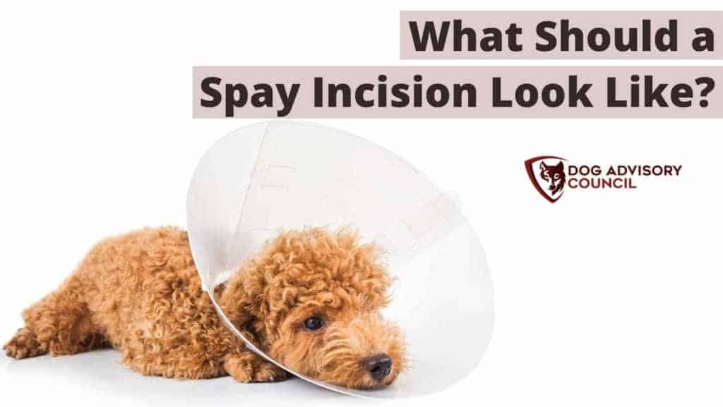 when to spay standard poodle