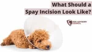 What Should a Spay Incision Look Like