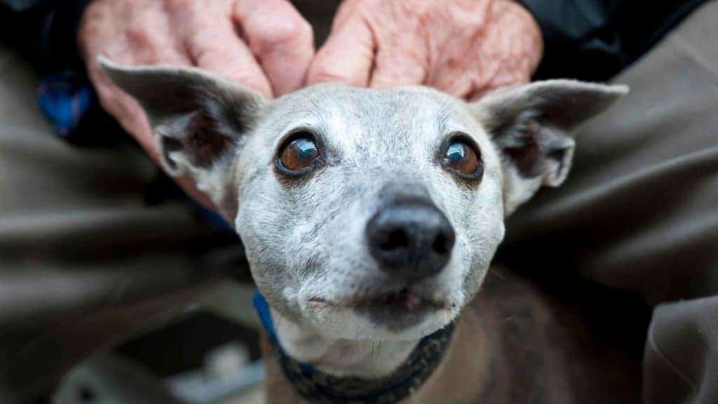 Photo of an old dog with arthritis and his old owner.