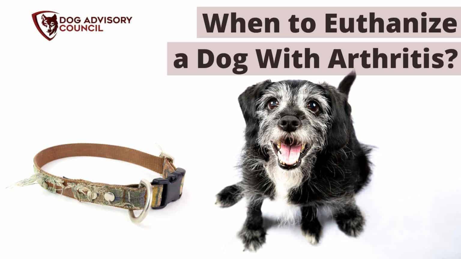 When to Euthanize a Dog With Arthritis? All You Should Know Dog