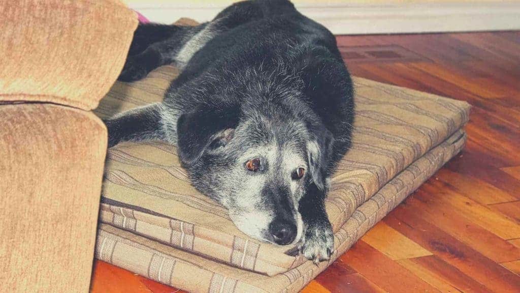 Photo of an old dog with arthritis laying down on his bed at home.