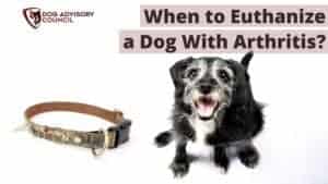 When to Euthanize a Dog With Arthritis