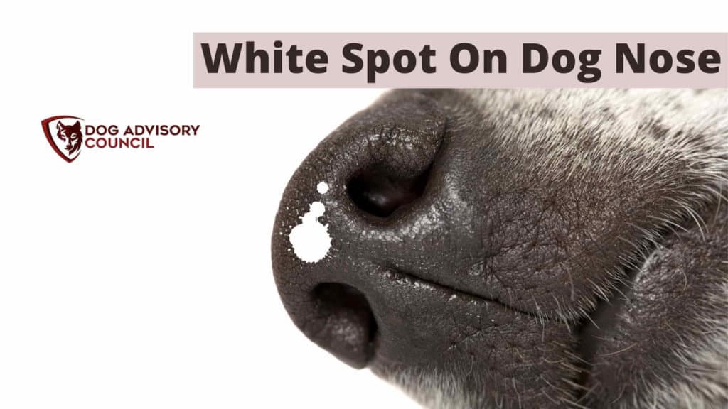 white-spot-on-dog-nose-8-causes-and-when-to-worry-about-it-dog