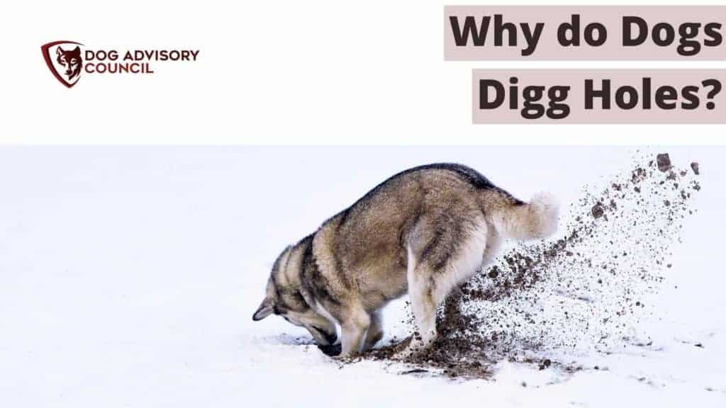 Why Do Dogs Dig Holes? Photo fo a dog digging a hole in the snow.