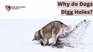 Why Do Dogs Dig Holes