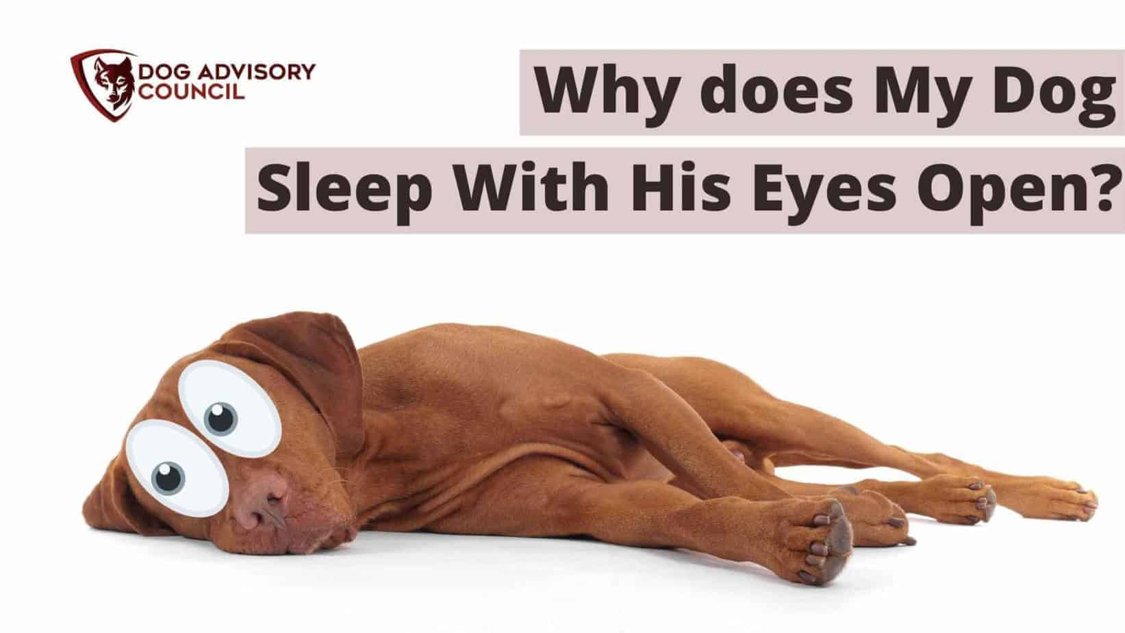 Why Does My Dog Sleep With His Eyes Open? (When To Worry) Dog