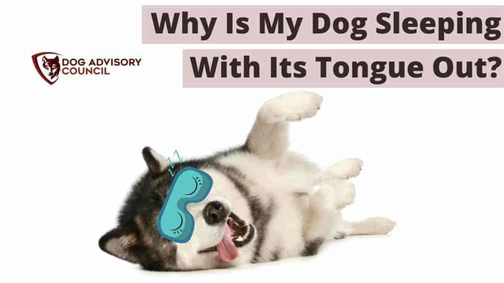 Dog sleeping with hot sale tongue sticking out