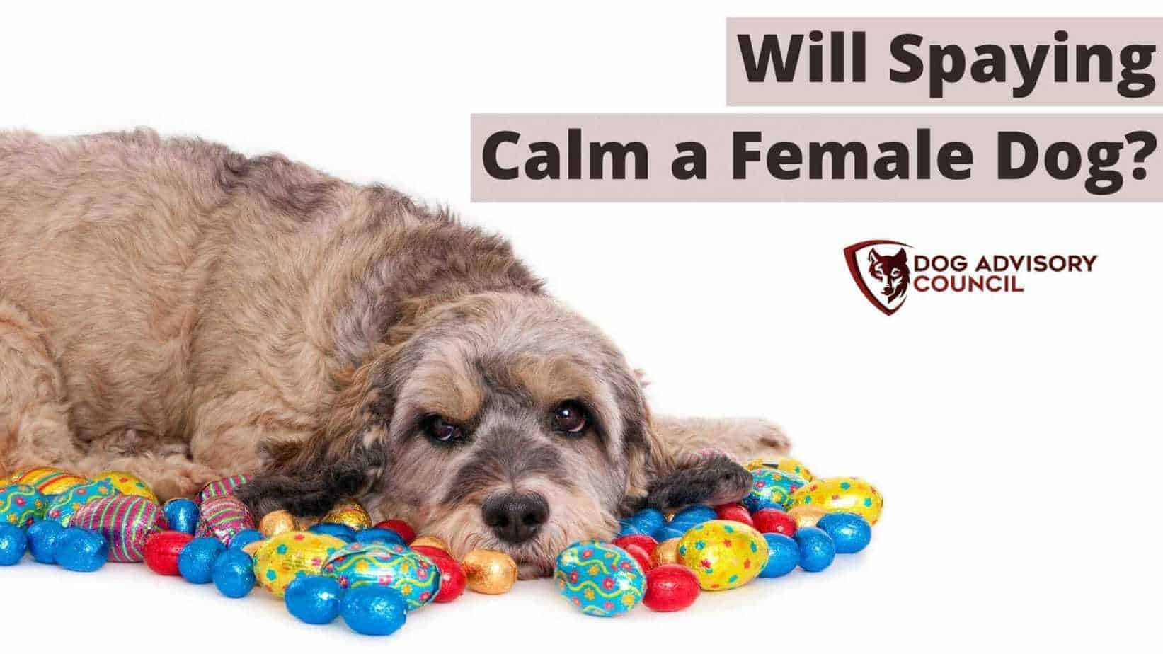 Will Spaying Calm a Female Dog? Spay Problems and Benefits Dog