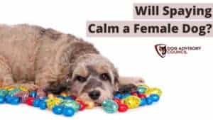 Will Spaying Calm a Female Dog