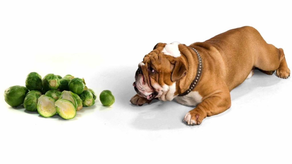 Photo of a dog looking to ta pile of cooked brussels sprouts.