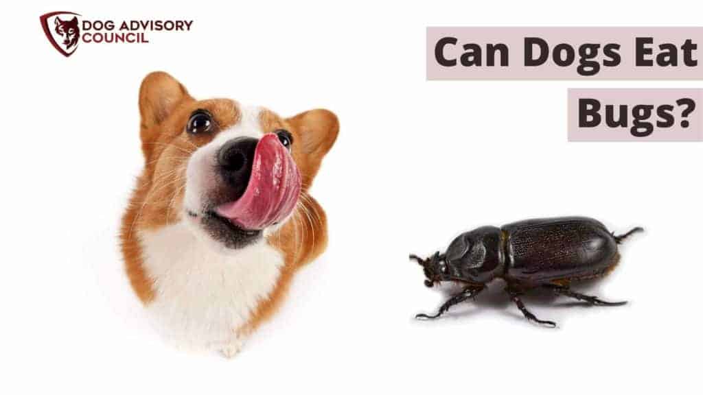 what happens if a dog eats a beetle