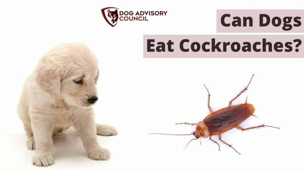 Can Dogs Eat Cockroaches? Photo of a dog looking to a cockroach.