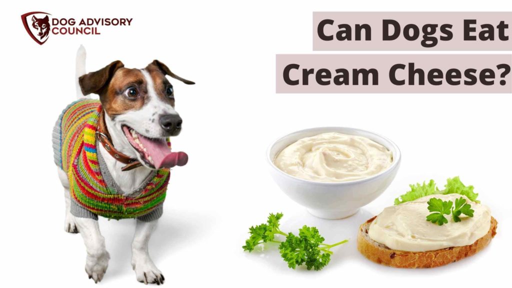 Can Dogs Eat Cream Cheese? Photo of a dog with a cup of cream cheese and a bread slice spread with cream cheese.