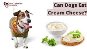 Can Dogs Eat Cream Cheese