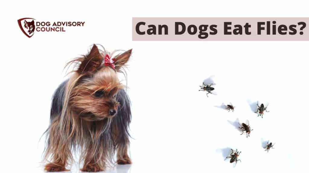 Can Dogs Eat Flies? Photo of a dog looking to a group of flies.