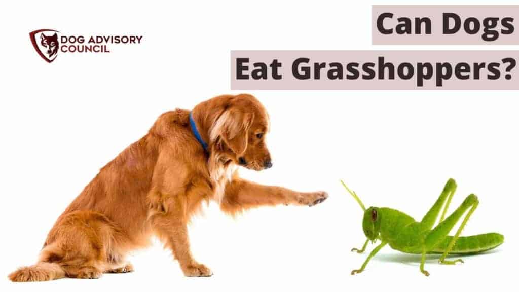 Can Dogs Eat Grasshoppers? Photo of a dog and a grasshopper.