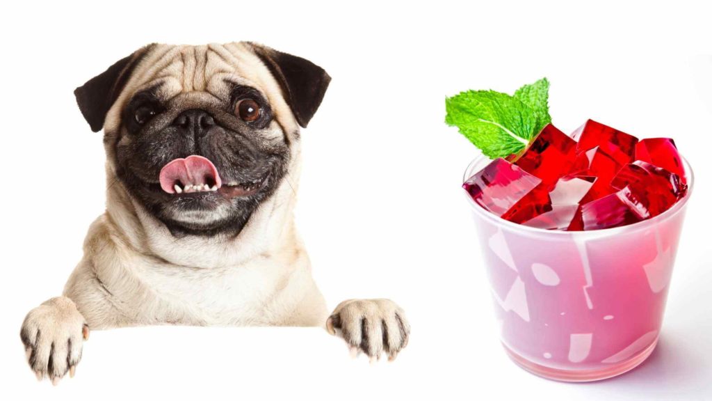 A dog and a cup with jello.