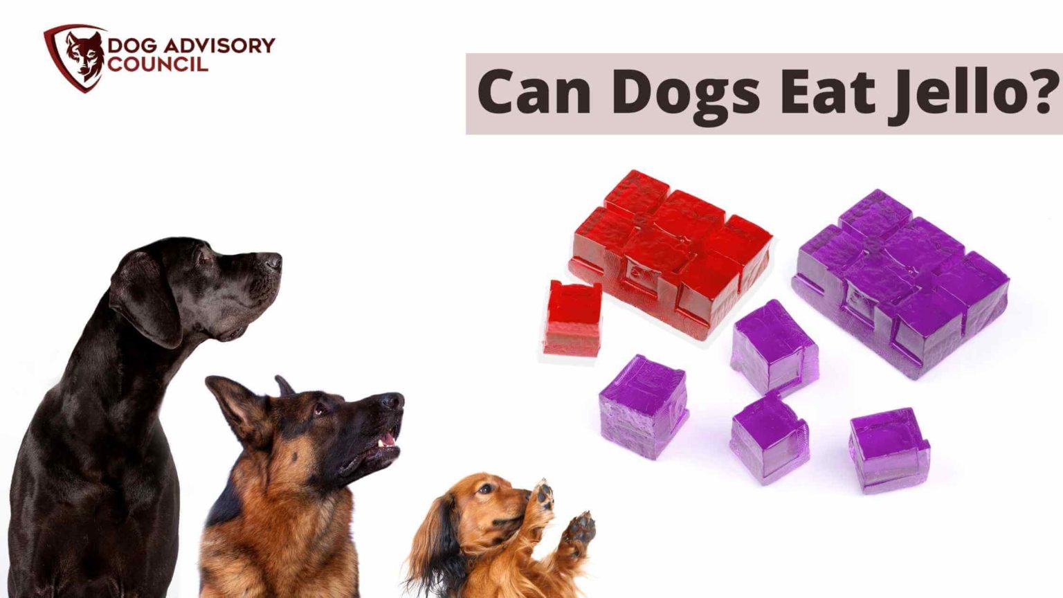 Can Dogs Eat Jello? All you Should Know (With Recipes) Dog Advisory