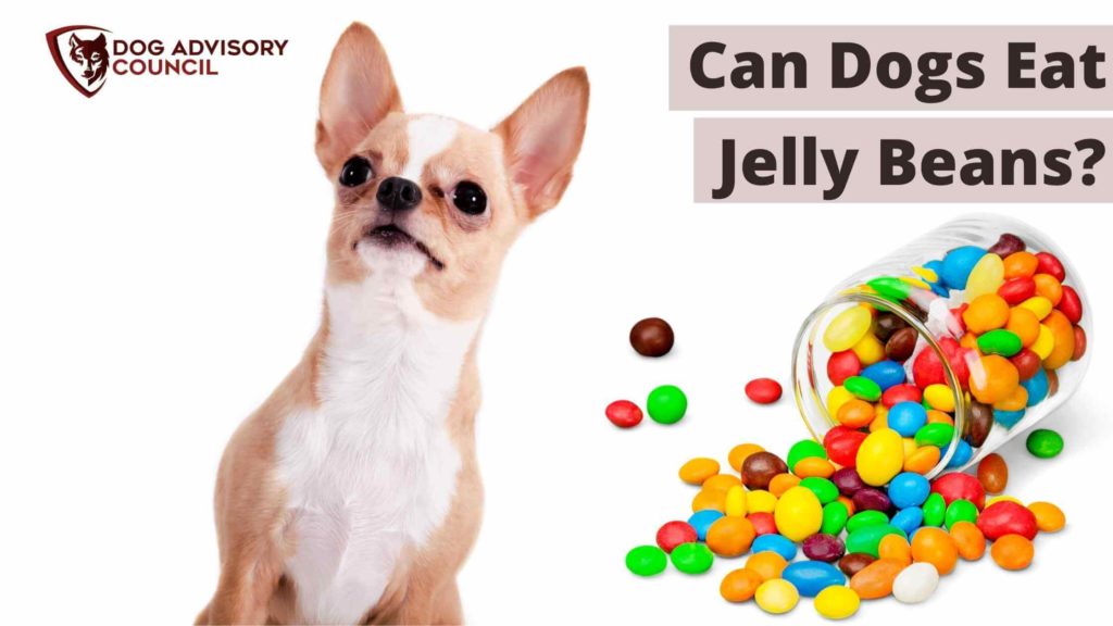 Can Dogs Eat Jelly Beans? Photo of a dog with a jelly beans jar by its side.