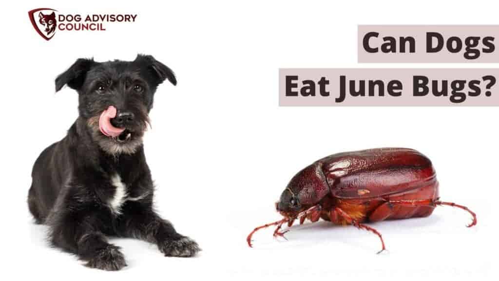 are june bugs safe for dogs to eat