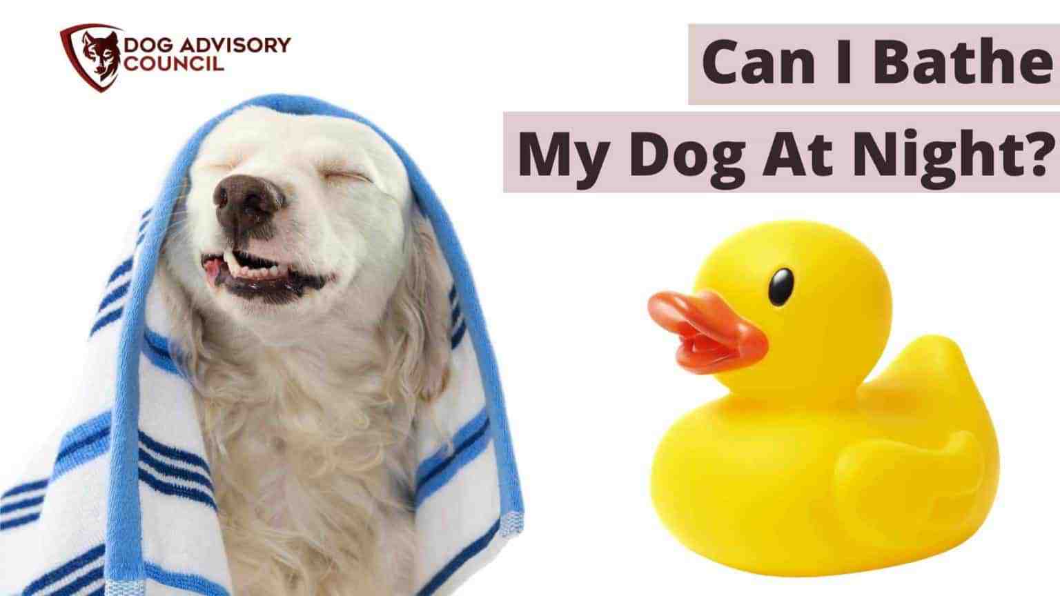 Can I Bathe My Dog at Night? Things You Should Consideration Dog Advisory Council