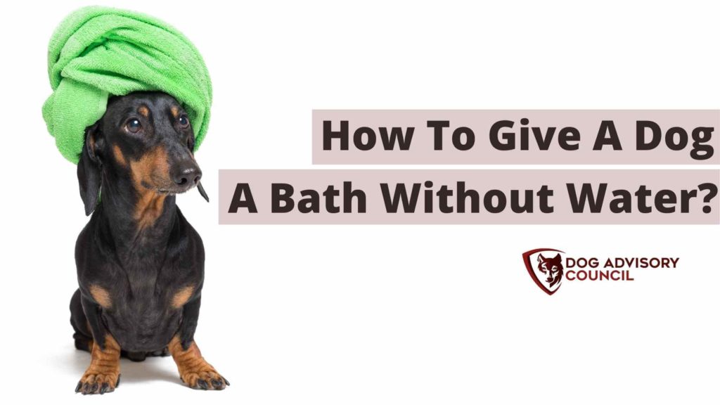 How Can I Bathe My Dog Without Water