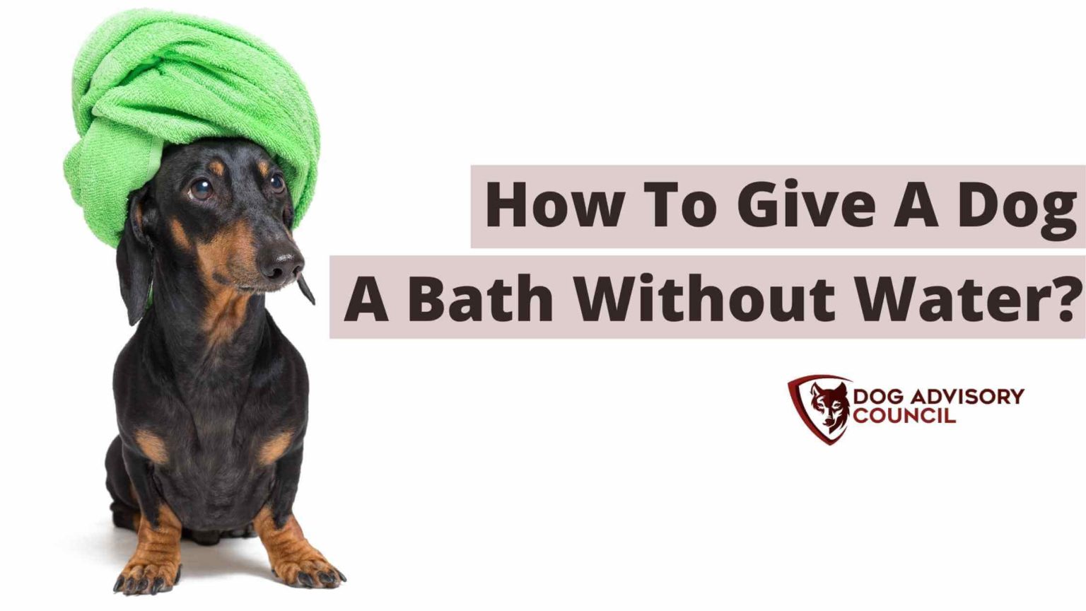 How to give a dog a bath without water? 7 ways you Must know