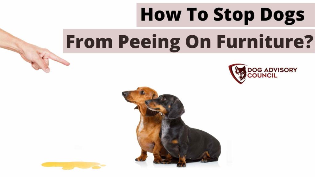 How To Stop Dogs From Peeing On Furniture? Photo of a male and a female Dachshunds who have peed on the floor.