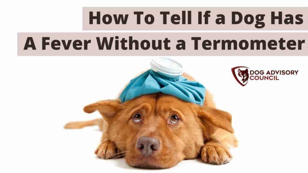 How to tell if a dog has a fever without a thermometer? Photo of a dog with a fever.