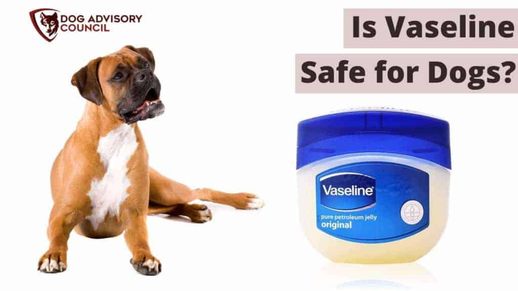 can you put petroleum jelly on a dogs nose