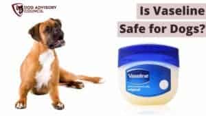 Is Vaseline Safe for Dogs