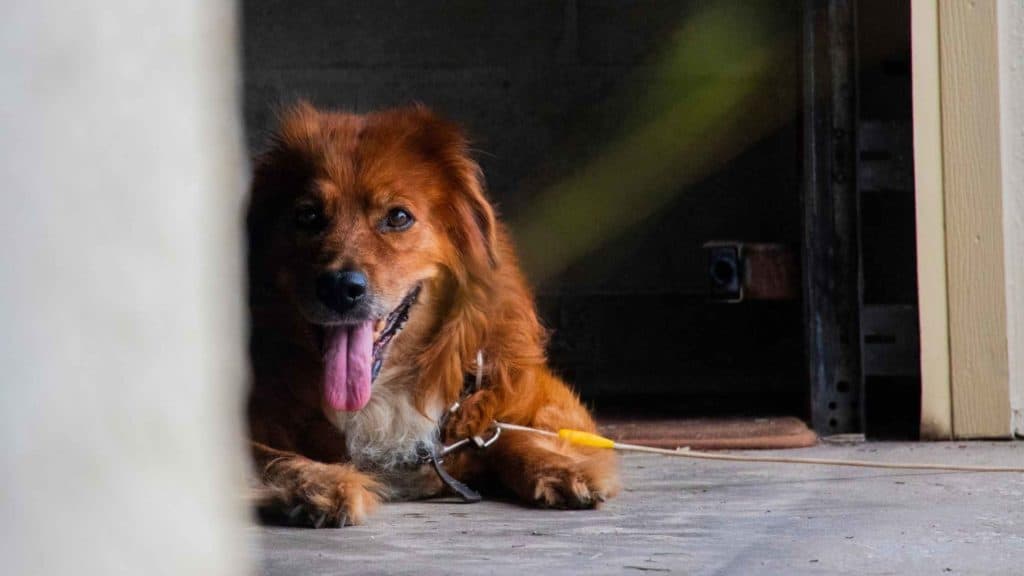 Photo of a dog in the garage.