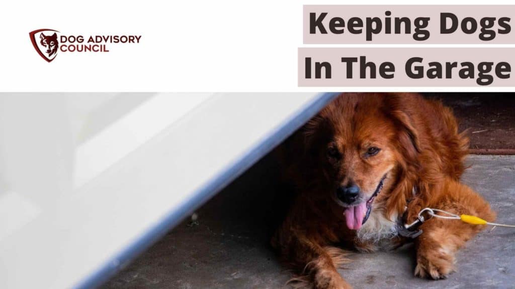 Keeping Dogs In The Garage. Photo of a dog in the garage.