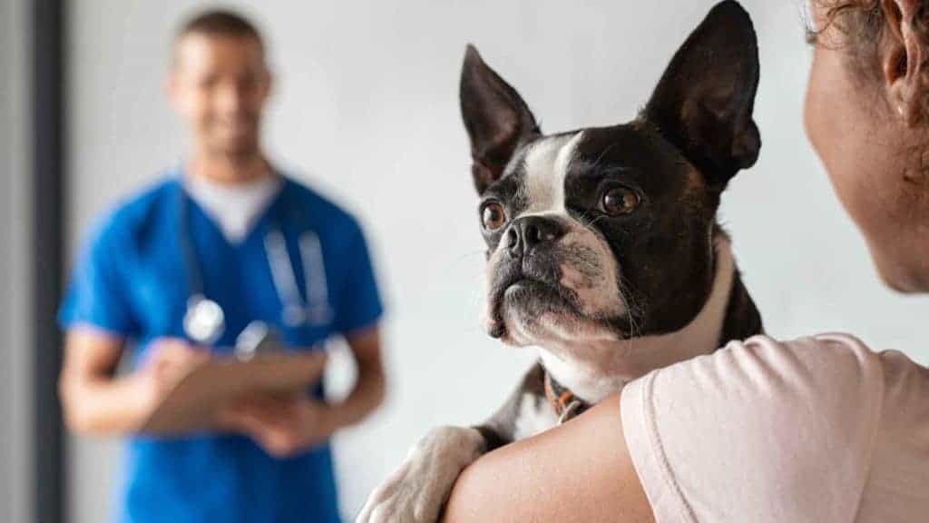 Photo of a sick dog who ate a paper towel and is visiting the vet with its owner.